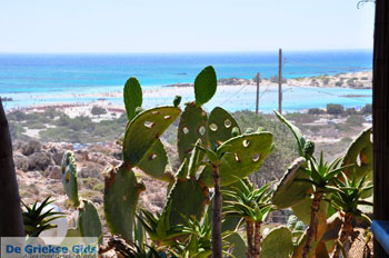 Elafonisi (Elafonissi) Kreta - Griekenland - Foto 154 - Foto van https://www.grieksegids.nl/fotos/elafonisi/normaal/elafonisi-kreta-154.jpg