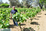 Mr Apostolos Lykos van wijnproducent van de firma Lykos | Evia Griekenland - foto 001 - Foto van De Griekse Gids