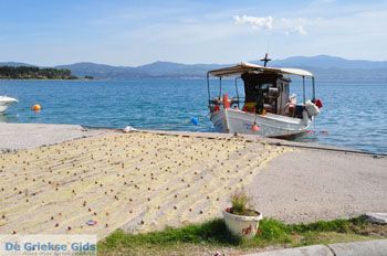 Eretria | Evia Griekenland - foto 005 - Foto van https://www.grieksegids.nl/fotos/evia/mid/evia-grieksegids-013.jpg