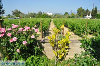 Avantis Melitis Robert Parker | Evia Griekenland - foto 002 - Foto van https://www.grieksegids.nl/fotos/evia/mid/evia-grieksegids-078.jpg