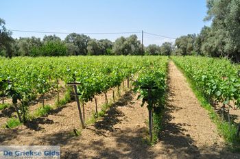 Wijngaarden tussen Lefkandi en Eretria | Evia Griekenland 006 - Foto van https://www.grieksegids.nl/fotos/evia/mid/evia-grieksegids-086.jpg