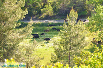 Noordoostkust Evia | Griekenland | Foto 5 - Foto van De Griekse Gids