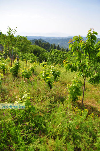 GriechenlandWeb Mooie Natuur Noord-Evia | Griechenland | GriechenlandWeb.de foto 13 - Foto GriechenlandWeb.de