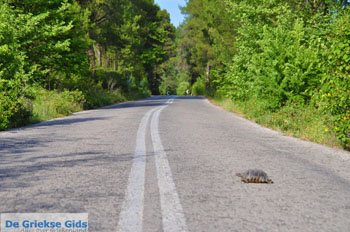 GriechenlandWeb Schildpad over de weg in Noord-Evia | Griechenland | GriechenlandWeb.de - Foto GriechenlandWeb.de