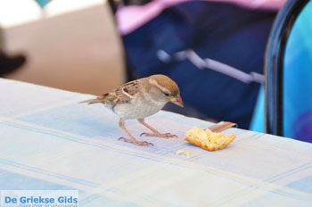 Orei (Oreoi) ) Noord-Evia Griekenland | Foto 10 - Foto van https://www.grieksegids.nl/fotos/evia/noord-evia/normaal/noord-evia-grieksegids-050.jpg