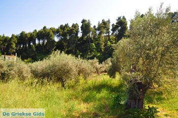 Gouves Noord-Evia | Griekenland | Foto 1 - Foto van https://www.grieksegids.nl/fotos/evia/noord-evia/normaal/noord-evia-grieksegids-054.jpg