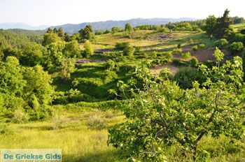 Papades Noord-Evia | Griekenland 13 - Foto van https://www.grieksegids.nl/fotos/evia/noord-evia/normaal/noord-evia-grieksegids-105.jpg