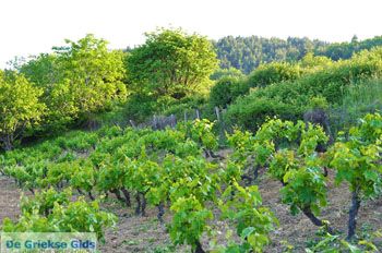 Agia Anna Noord-Evia Druivengaarden | Griekenland 5 - Foto van https://www.grieksegids.nl/fotos/evia/noord-evia/normaal/noord-evia-grieksegids-111.jpg