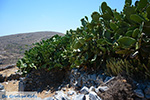 GriechenlandWeb Folegandros - Insel Folegandros - Kykladen - Foto 186 - Foto GriechenlandWeb.de