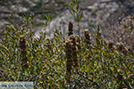 Folegandros - Insel Folegandros - Kykladen - Foto 191 - Foto GriechenlandWeb.de