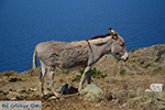 Ano Meria Folegandros - Eiland Folegandros - Cycladen - Foto 211 - Foto van De Griekse Gids