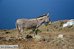 Ano Meria Folegandros - Eiland Folegandros - Cycladen - Foto 212 - Foto van De Griekse Gids