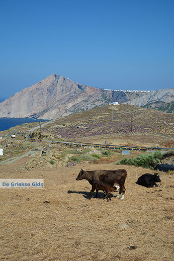 Ano Meria Folegandros - Eiland Folegandros - Cycladen - Foto 242 - Foto van https://www.grieksegids.nl/fotos/folegandros/350/eiland-folegandros-242.jpg