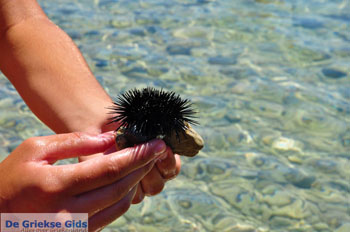 Gramvoussa (Gramvousa) Kreta - De Griekse Gids foto 89 - Foto van https://www.grieksegids.nl/fotos/gramvoussa/normaal/gramvoussa-kreta-089.jpg