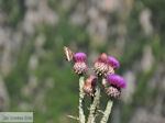 Vlinder op bloem Vikos kloof foto 1 - Zagori Epirus - Foto van De Griekse Gids