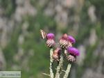 Vlinder auf bloem Vikos kloof foto 1 - Zagori Epirus - Foto GriechenlandWeb.de