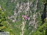 Vlinder op bloem Vikos kloof foto 2 - Zagori Epirus - Foto van De Griekse Gids