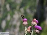Vlinder auf bloem Vikos kloof foto 3 - Zagori Epirus - Foto GriechenlandWeb.de