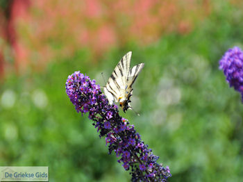 Vlinder in tuin hotel Porfyron in Ano Pedina foto 1 - Zagori Epirus - Foto van https://www.grieksegids.nl/fotos/griekse-gidsnl/350pixels/zagoria-epirus-007.jpg