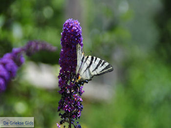 Vlinder in tuin hotel Porfyron in Ano Pedina foto 2 - Zagori Epirus - Foto van https://www.grieksegids.nl/fotos/griekse-gidsnl/350pixels/zagoria-epirus-008.jpg