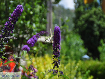 Vlinder in tuin hotel Porfyron in Ano Pedina foto 3 - Zagori Epirus - Foto van https://www.grieksegids.nl/fotos/griekse-gidsnl/350pixels/zagoria-epirus-009.jpg