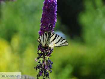 Vlinder in tuin hotel Porfyron in Ano Pedina foto 4 - Zagori Epirus - Foto van https://www.grieksegids.nl/fotos/griekse-gidsnl/350pixels/zagoria-epirus-010.jpg