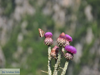 Vlinder op bloem Vikos kloof foto 1 - Zagori Epirus - Foto van https://www.grieksegids.nl/fotos/griekse-gidsnl/350pixels/zagoria-epirus-039.jpg