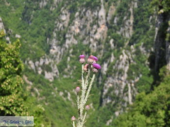Vlinder op bloem Vikos kloof foto 2 - Zagori Epirus - Foto van https://www.grieksegids.nl/fotos/griekse-gidsnl/350pixels/zagoria-epirus-040.jpg
