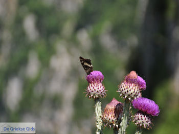 Vlinder op bloem Vikos kloof foto 3 - Zagori Epirus - Foto van https://www.grieksegids.nl/fotos/griekse-gidsnl/350pixels/zagoria-epirus-041.jpg