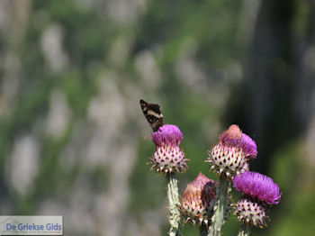Vlinder op bloem Vikos kloof foto 3 - Zagori Epirus - Foto van https://www.grieksegids.nl/fotos/griekse-gidsnl/350pixels/zagoria-epirus-041.jpg