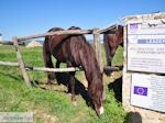 Ktima Livadioti Marathoussa foto 008 | Athos gebied Chalkidiki | Griekenland - Foto van De Griekse Gids