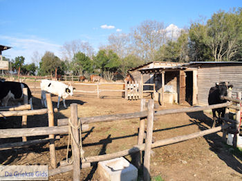 Platanorema nabij Gomati 002 | Athos gebied Chalkidiki | Griechenland - Foto von GriechenlandWeb.de