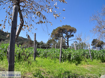 Mylopotamos | De Heilige Berg Athos foto 2 | Athos gebied Chalkidiki | Griekenland - Foto van https://www.grieksegids.nl/fotos/griekse-gidsnl/chalkidiki350/athos-gebied-chalkidiki-214.jpg