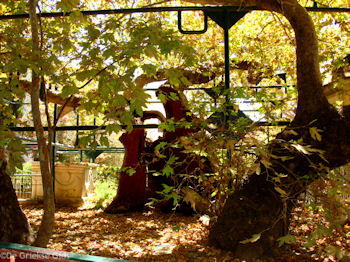 Kos stad - Griekse Gids foto 46 - Foto van https://www.grieksegids.nl/fotos/grieksegidsinfo-fotomap/Kos-Foto/kos-stad-50-1024px-350px.jpg