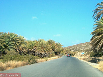Vai Kreta - Foto 1 - Foto van https://www.grieksegids.nl/fotos/grieksegidsinfo-fotomap/Vai-Kreta/Vai-350/vai-350px-01.jpg