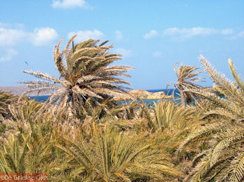 Vai Kreta - Foto 2 - Foto van https://www.grieksegids.nl/fotos/grieksegidsinfo-fotomap/Vai-Kreta/Vai-350/vai-350px-02.jpg