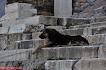 GriechenlandWeb Zwervershond aan de Propylaia van de Akropolis - Foto GriechenlandWeb.de