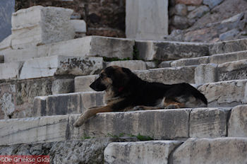 Zwervershond aan de Propylaia van de Akropolis - Foto van https://www.grieksegids.nl/fotos/grieksegidsinfo-fotomap/athene/350pix/athene-griekenland-48-mid.jpg