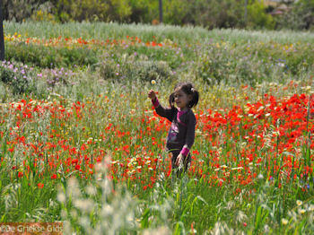 1 mei: een bloemetje voor oma - Foto van https://www.grieksegids.nl/fotos/grieksegidsinfo-fotos/albums/userpics/10001/normal_1-mei-kreta.jpg