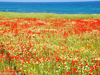 Prachtige bloemen uit Kreta - Foto van https://www.grieksegids.nl/fotos/grieksegidsinfo-fotos/albums/userpics/10001/normal_bloemen-kreta-rood-geel.jpg