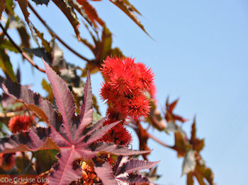 Mooie rode bloem in Skaleta - Foto van https://www.grieksegids.nl/fotos/grieksegidsinfo-fotos/albums/userpics/10001/normal_bloemen-kreta-rood.jpg