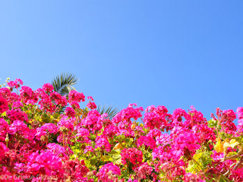 Mooie bloemen uit Kreta - Foto van https://www.grieksegids.nl/fotos/grieksegidsinfo-fotos/albums/userpics/10001/normal_bougainville-kreta.jpg