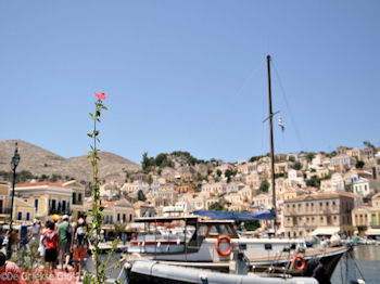 Eenzame bloem - Eiland Symi - Foto van https://www.grieksegids.nl/fotos/grieksegidsinfo-fotos/albums/userpics/10001/normal_eiland-symi-35.jpg