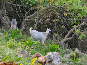 Wild geitje bij Eleftherna - Foto van https://www.grieksegids.nl/fotos/grieksegidsinfo-fotos/albums/userpics/10001/normal_eleftherna-rethymnon-3.jpg