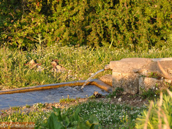 Bronwater in Eleftherna bij Rethymnon - Foto van https://www.grieksegids.nl/fotos/grieksegidsinfo-fotos/albums/userpics/10001/normal_eleftherna-rethymnon-4.jpg