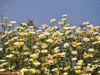 Madeliefjes uit Kreta - Foto van https://www.grieksegids.nl/fotos/grieksegidsinfo-fotos/albums/userpics/10001/normal_kretenziche-madeliefjes.jpg