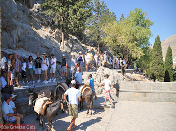Ezels op de heuvel van Lindos (Rhodos) - Foto van https://www.grieksegids.nl/fotos/grieksegidsinfo-fotos/albums/userpics/10001/normal_lindos-rhodos-08.jpg
