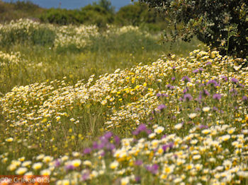 Bloemenpracht Kreta - Foto van https://www.grieksegids.nl/fotos/grieksegidsinfo-fotos/albums/userpics/10001/normal_madeliefjes-uit-kreta.jpg