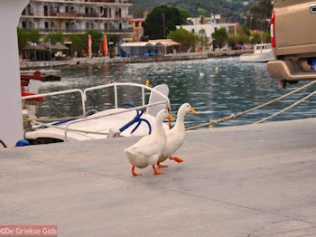 De mascotten van Marmari Evia - Foto van https://www.grieksegids.nl/fotos/grieksegidsinfo-fotos/albums/userpics/10001/normal_marmari-evia-eendjes.jpg