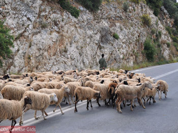 Schapen op de weg tussen Perama en Anogia - Foto van https://www.grieksegids.nl/fotos/grieksegidsinfo-fotos/albums/userpics/10001/normal_schaapherder-perama.jpg